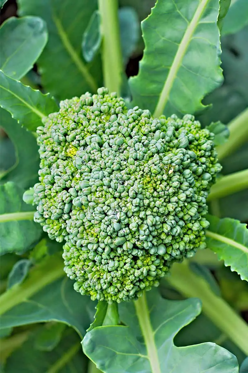 Una imagen de primer plano vertical de una cabeza de brócoli en el centro de grandes hojas verdes con tallos gruesos que se irradian hacia afuera, desvaneciéndose en un enfoque suave en el fondo.