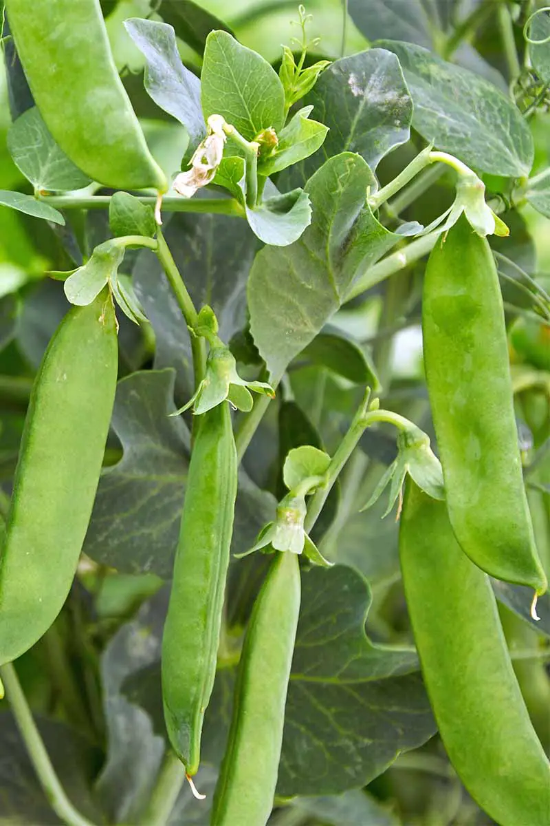 Imagen vertical de muchas vainas de guisantes que crecen en una planta con hojas verdes.