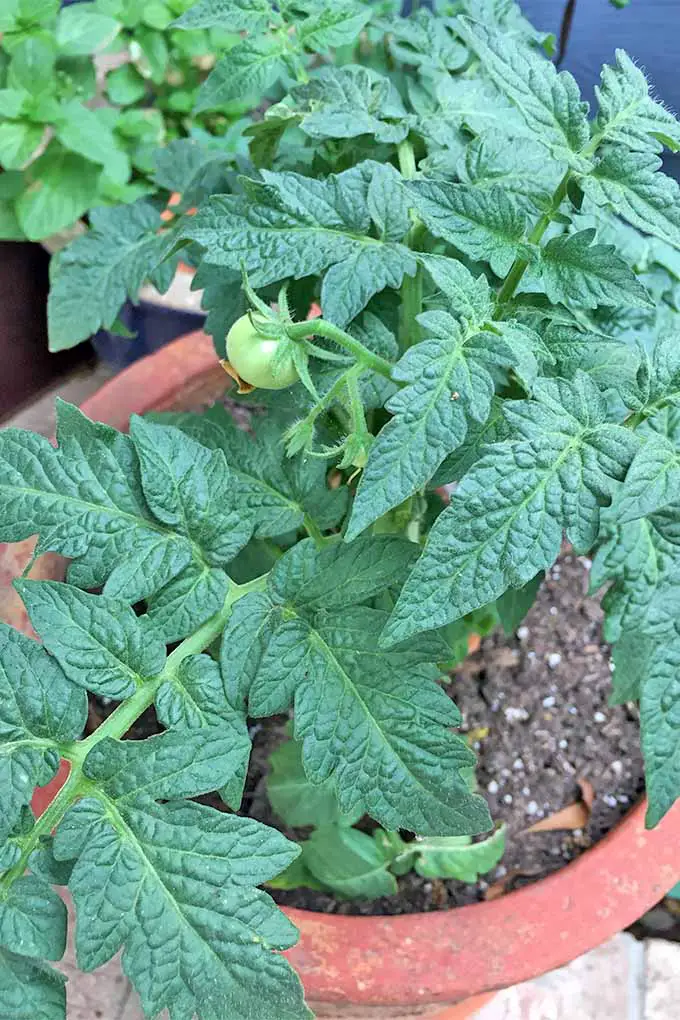 Un pequeño tomate verde que crece en una planta con grandes hojas verdes, en una maceta de terracota en un patio.