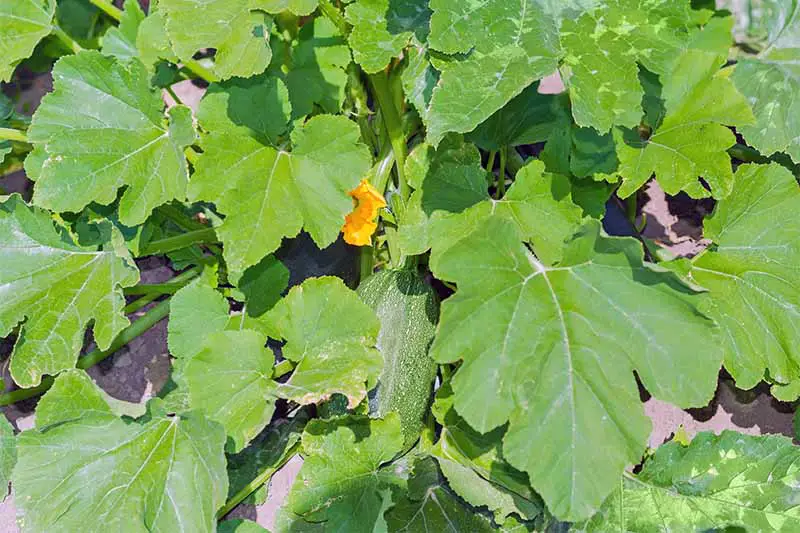 Planta de calabaza verde frondosa con una verdura verde pálido y una flor naranja que crece en el centro.