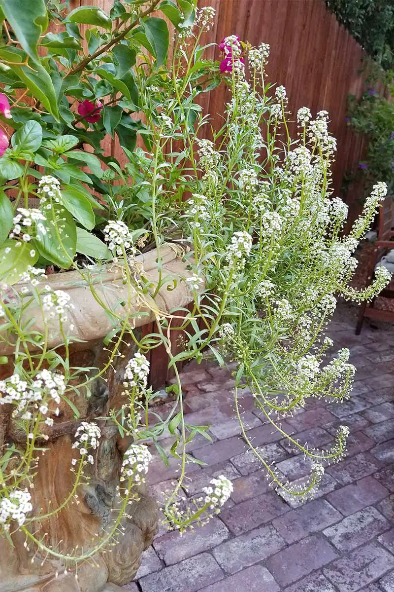 Alyssum blanco dulce, largo y colgante, que crece en una maceta de piedra con albahaca y buganvillas, en un patio de ladrillos frente a una valla de madera marrón.
