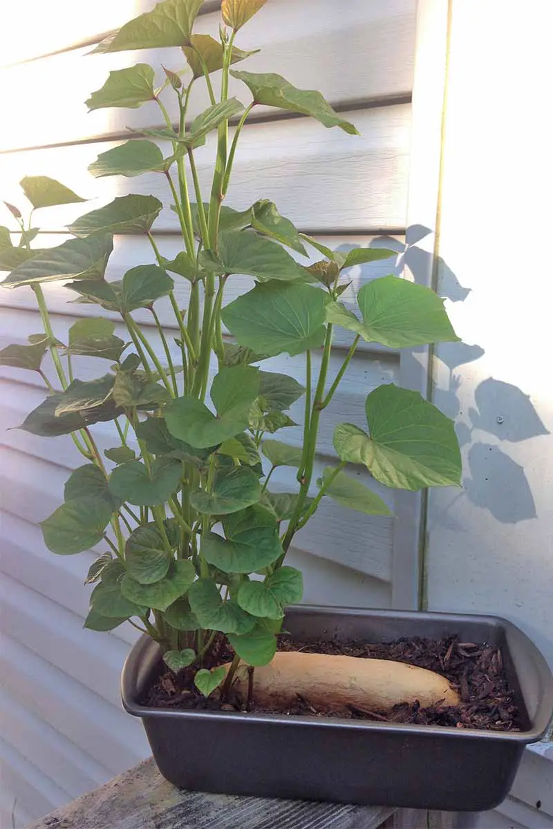 Una planta verde crece a partir de una batata beige plantada en un suelo marrón oscuro en un molde para pan de metal, descansando sobre una baranda de la plataforma contra una pared de revestimiento de vinilo.