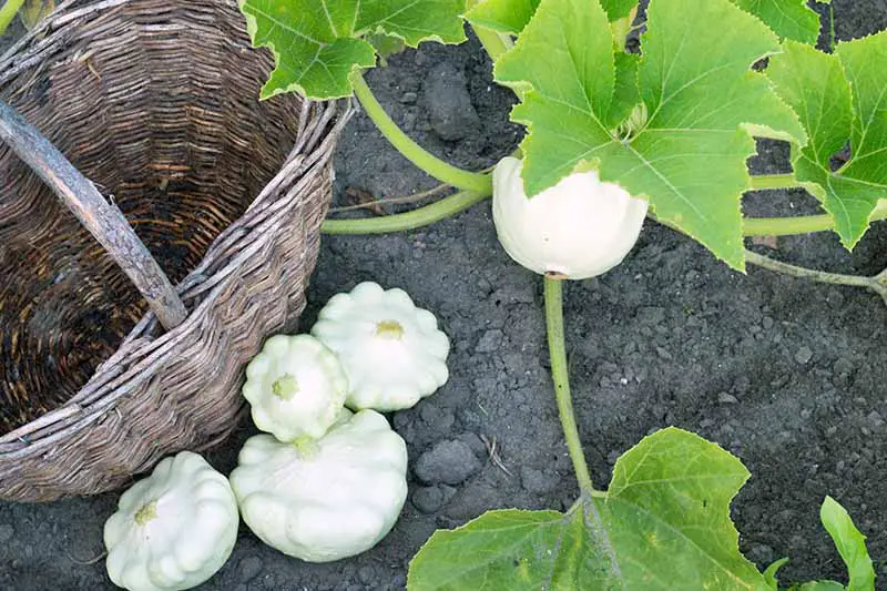 Cuatro calabazas vieiras blancas cosechadas junto a una canasta marrón sobre suelo negro, junto a la planta con una de las verduras más que está lista para cosechar y hojas verdes grandes.