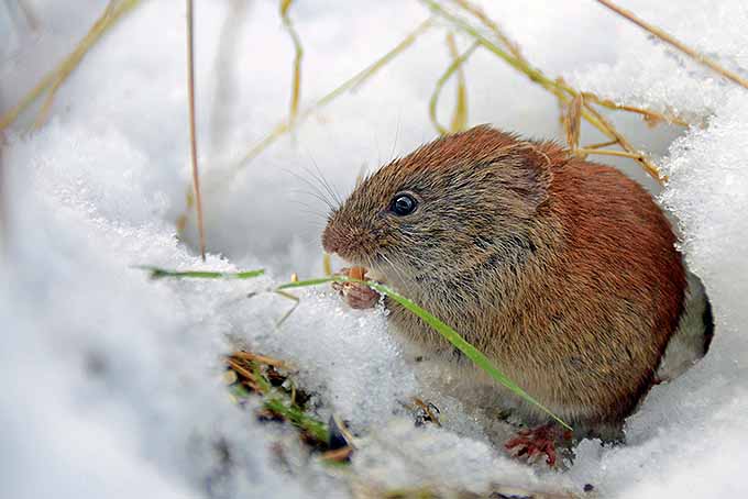 Mantenga a los ratones alejados de sus árboles en invierno con estos consejos |  