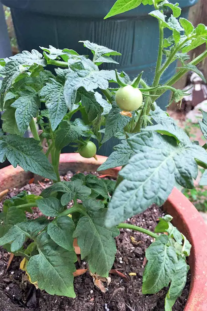 Dos pequeños tomates verdes que crecen en una planta con hojas de color verde oscuro, plantados en una gran maceta de terracota llena de tierra marrón.