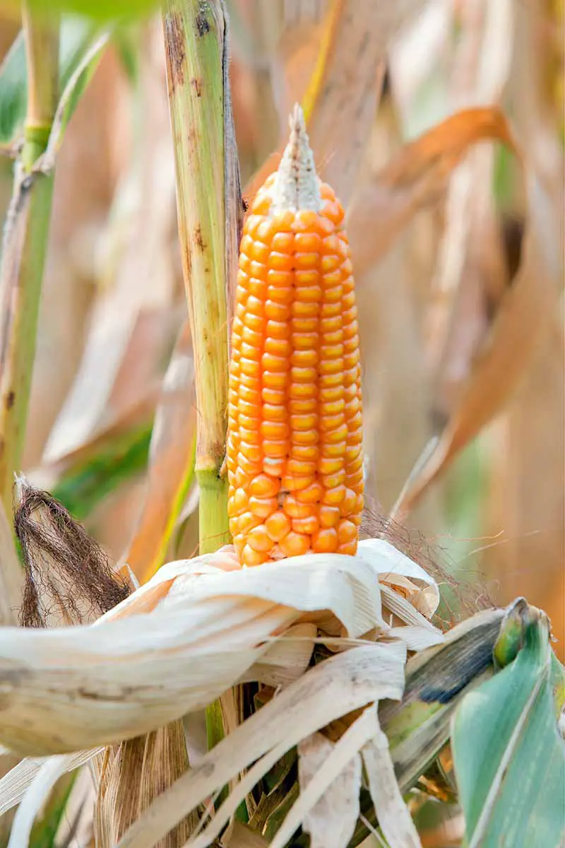 Imagen vertical de una mazorca vertical de palomitas de maíz de color amarillo anaranjado con la cáscara seca hacia atrás, sobre un tallo de maíz muerto con más tallos secos y moribundos en el fondo.