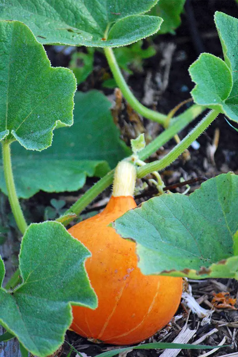 Una pequeña calabaza de invierno naranja que crece en una vid con grandes hojas verdes.