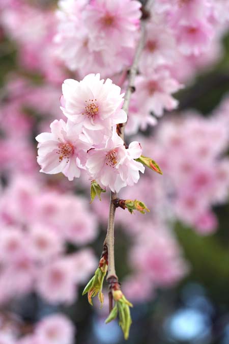 Tres flores rosas de cerezo llorón, en una rama con pequeñas hojas verdes en desarrollo.