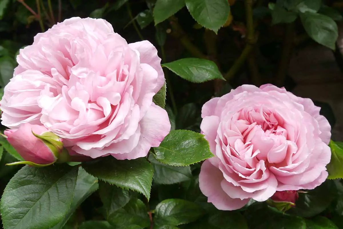 Una imagen horizontal de primer plano de las flores rosas 'The Generous Gardener' Rosa representadas en un fondo de enfoque suave.