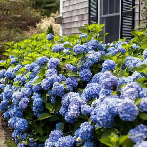Una imagen cuadrada de primer plano de la hortensia de verano sin fin original con flores azules que crecen en el jardín fuera de una residencia.