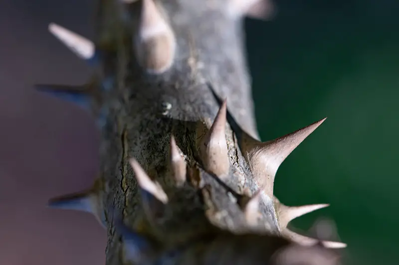 Una imagen horizontal de cerca de las espinas viciosas de la planta del bastón del diablo representada en un fondo de enfoque suave.
