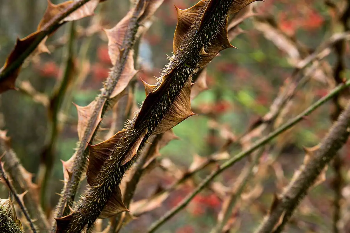 Una imagen horizontal de primer plano de las grandes espinas de una rosa de espino que crece en el jardín.