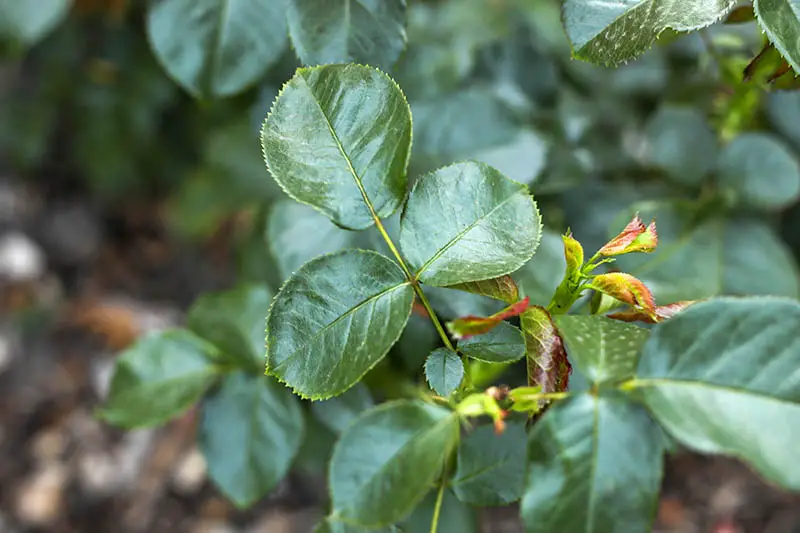 Una imagen horizontal de primer plano del follaje de un arbusto Rosa que crece en el jardín fotografiado en un fondo de enfoque suave.