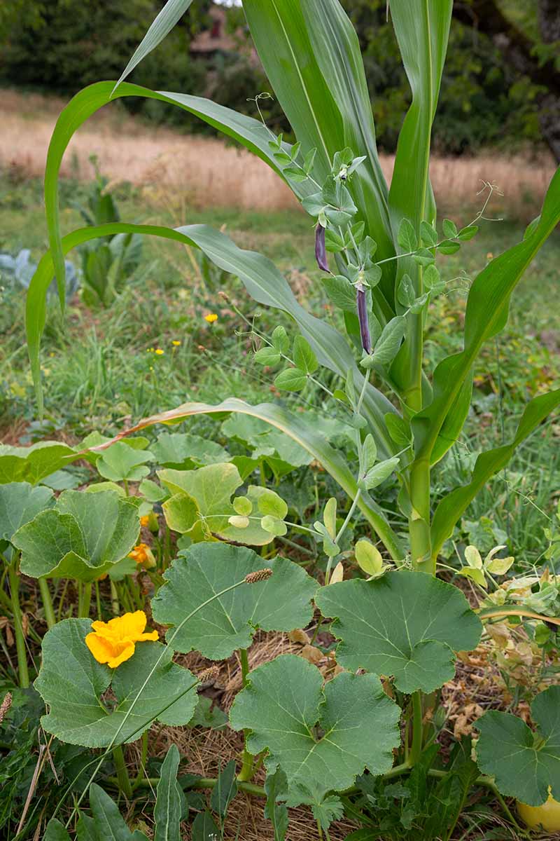 Una imagen horizontal de primer plano de calabazas, maíz y frijoles que crecen juntos en una plantación de "tres hermanas".
