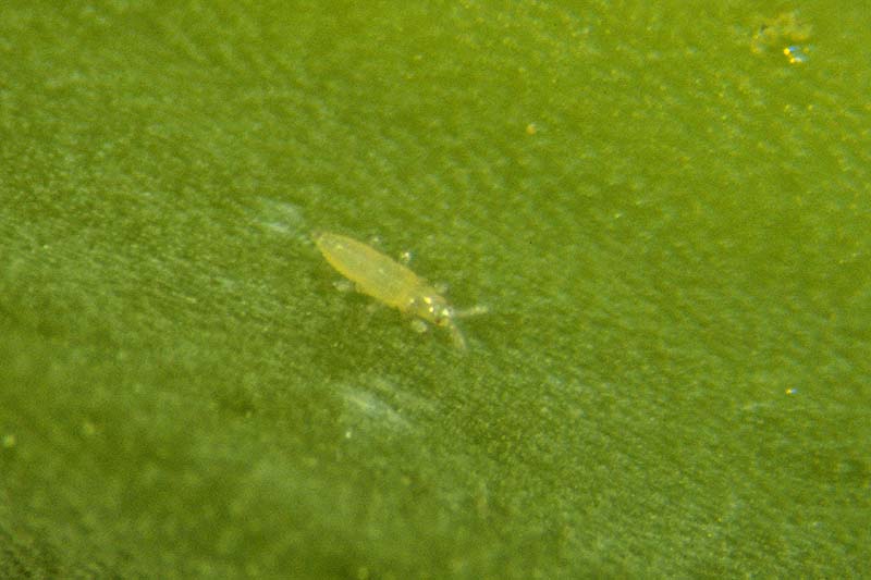 Una imagen de gran aumento de un insecto trips en la superficie de una hoja.