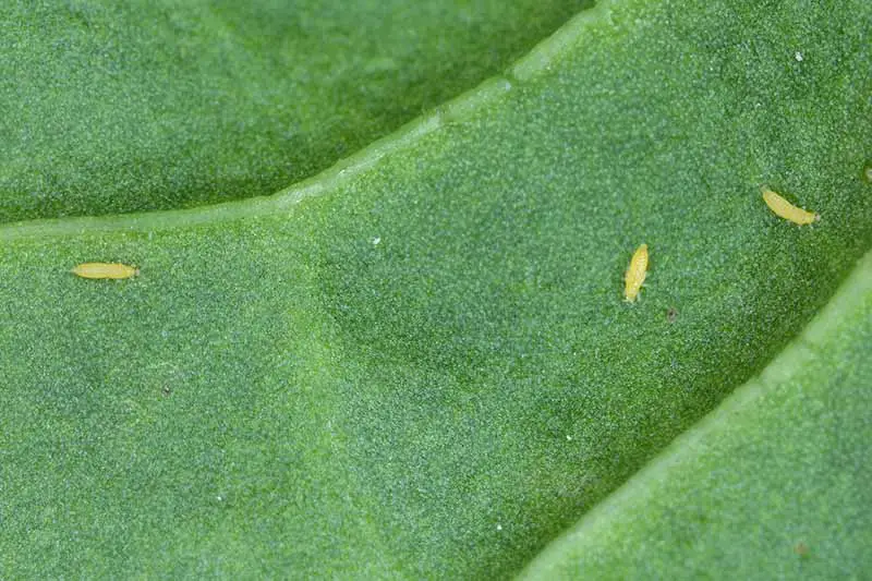 Una imagen horizontal de cerca de larvas de trips en la superficie de una hoja.