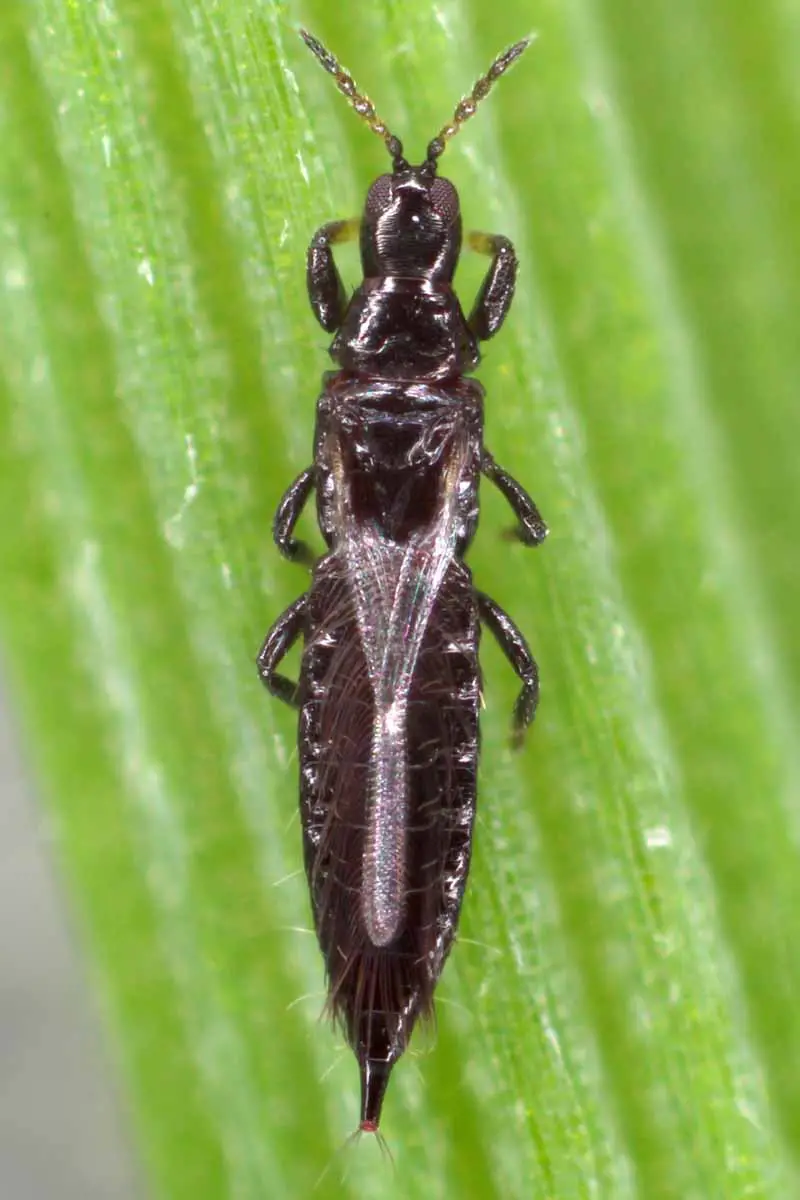 Una imagen vertical de primer plano de un insecto trip en una hoja verde.
