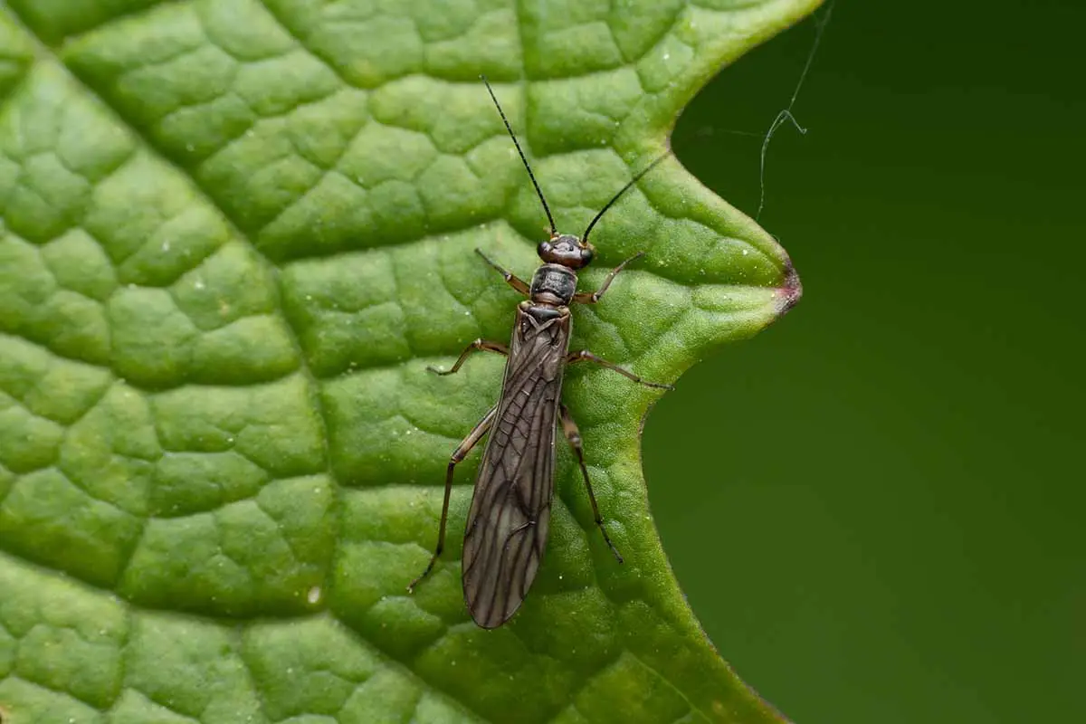 Una imagen horizontal de primer plano de un insecto trips en la superficie de una hoja con gran aumento.