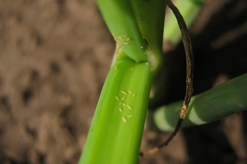 Una imagen horizontal de primer plano de una planta de cebolla que sufre una infestación de trips representada en un fondo de enfoque suave.