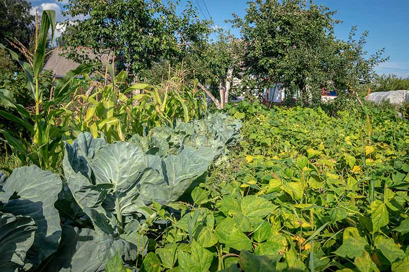 Una imagen horizontal de un jardín de supervivencia grande y maduro que cultiva una multitud de vegetales diferentes fotografiados bajo un sol brillante.