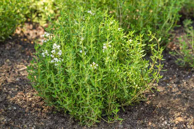 Un primer plano de una pequeña planta de tomillo que crece en el jardín a la luz del sol.
