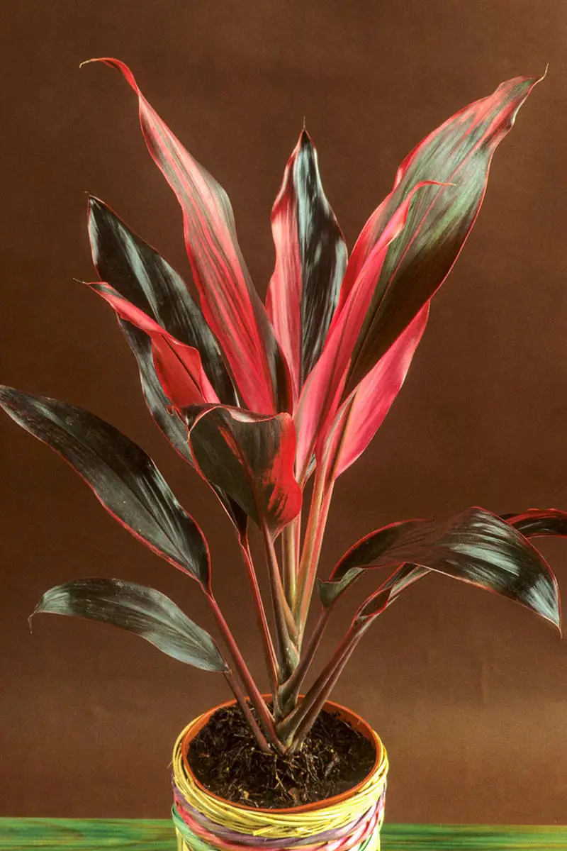 Una imagen vertical de primer plano de una planta de Ti que crece en una maceta representada en un fondo de enfoque suave.