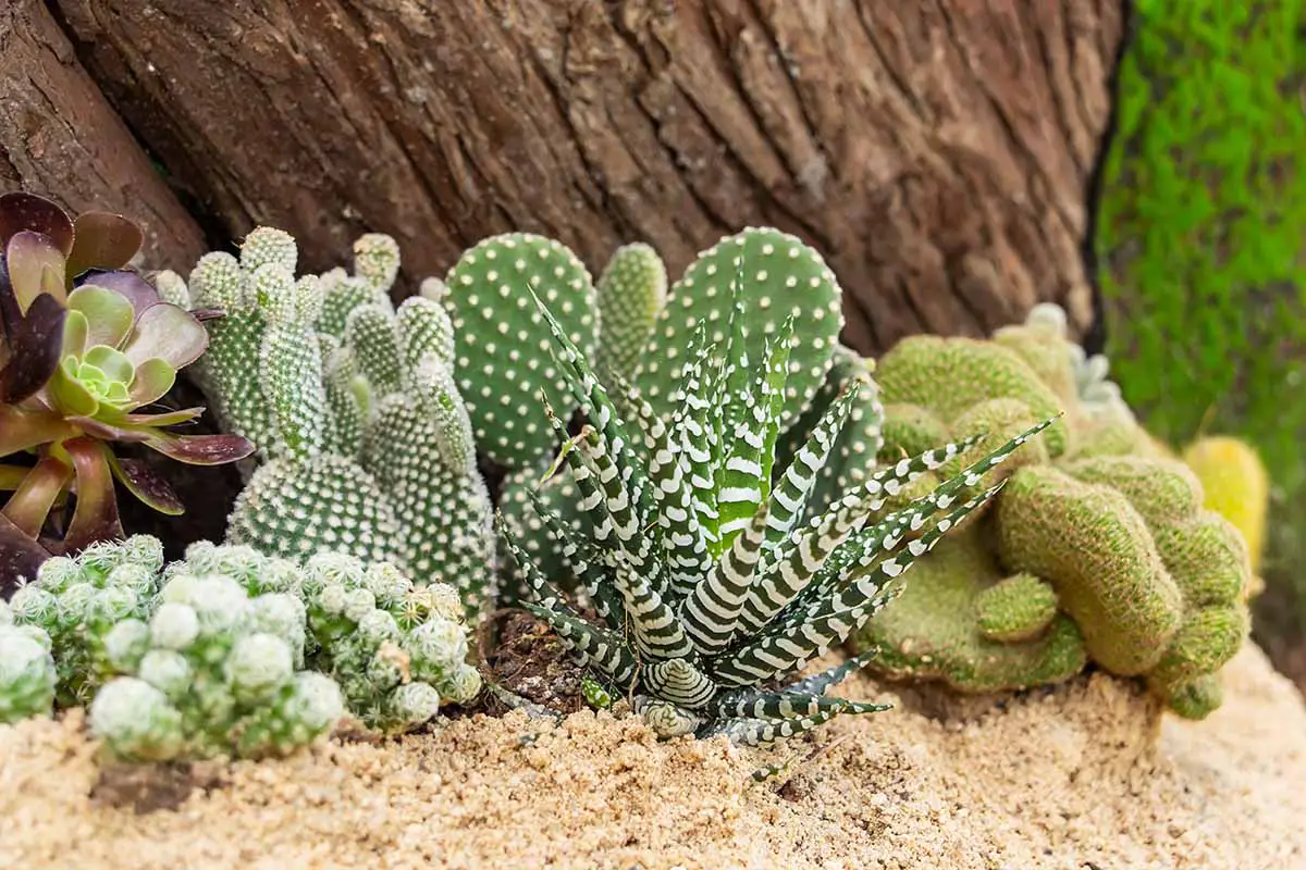 Una imagen horizontal de un cactus y un jardín suculento que crece al aire libre.