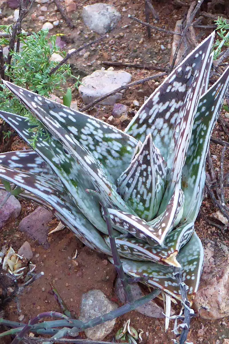 Una imagen vertical de cerca de un aloe de tigre (Gonialoe variegata) también conocido como aloe de pecho de perdiz que crece en el jardín.
