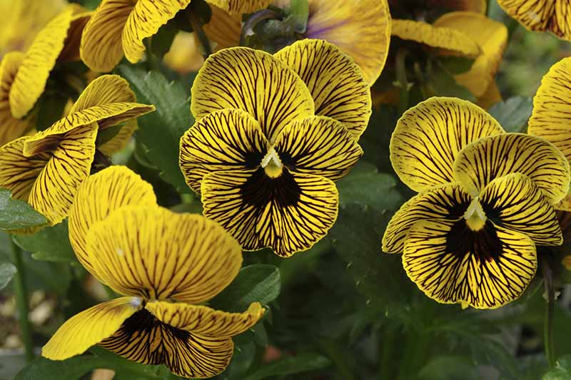 Un primer plano de la variedad de pansy 'Tiger Eye' con flores amarillas y rayas oscuras con follaje en un enfoque suave en el fondo.