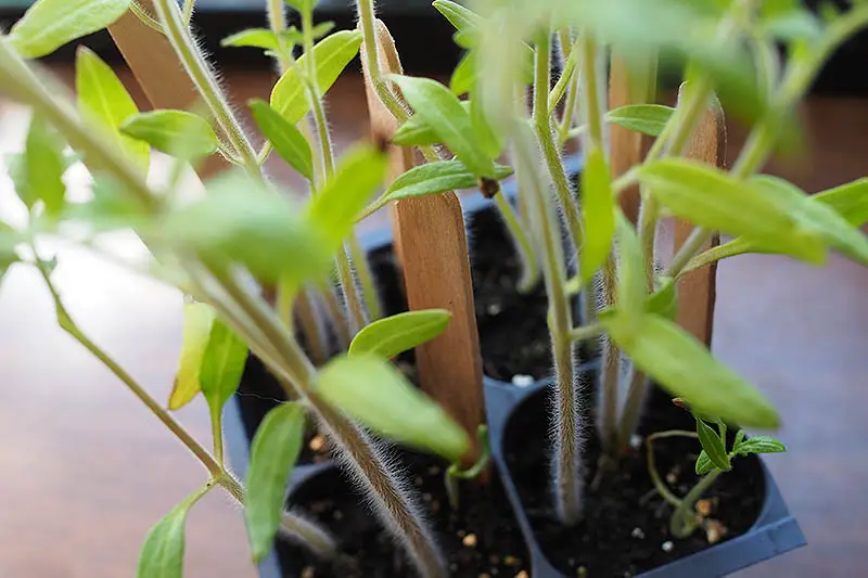Un primer plano de plantas jóvenes en una bandeja de plástico que las muestra plantadas muy juntas.