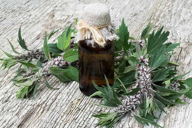 Un primer plano de una pequeña botella de tintura opaca que contiene Leonurus cardiaca, con las hierbas frescas que la rodean sobre una superficie rústica de madera.