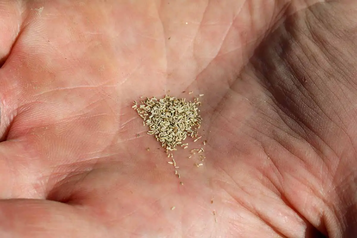 Una imagen horizontal de cerca de pequeñas semillas en la palma de una mano.