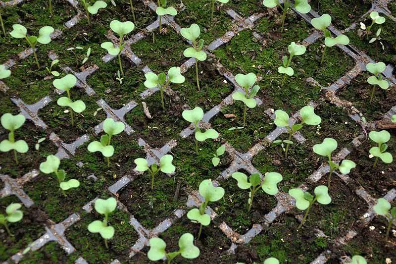 Primer plano de una bandeja de semillas que contiene muchas plántulas de col rizada, el verde de las hojas contrasta con la mezcla oscura para macetas en la que están plantadas.