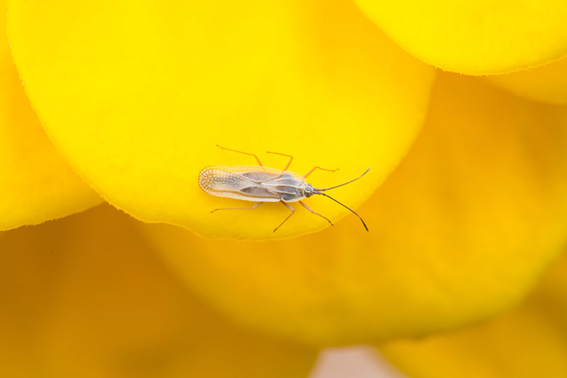 Una imagen horizontal de primer plano de un diminuto insecto de encaje sobre una superficie amarilla.