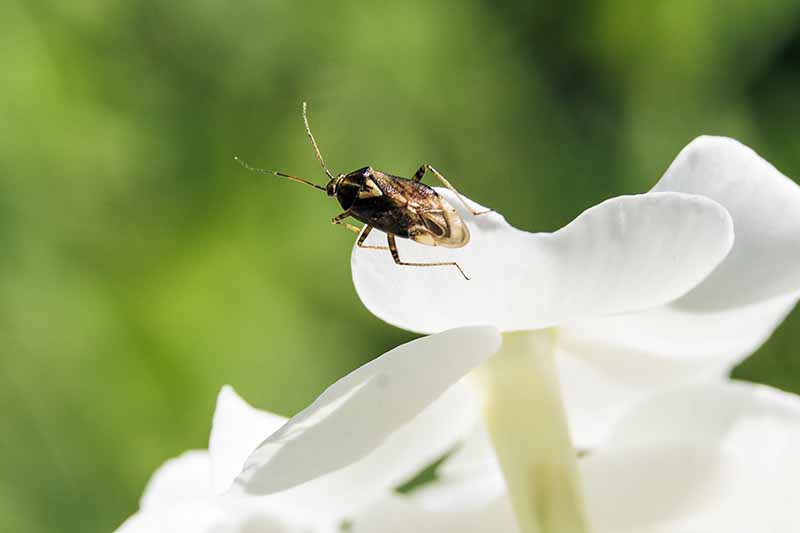 Un primer plano de un pequeño insecto pirata en un pétalo de flor blanca, su cuerpo negro y tostado contrasta con la flor blanca en un fondo verde de enfoque suave.