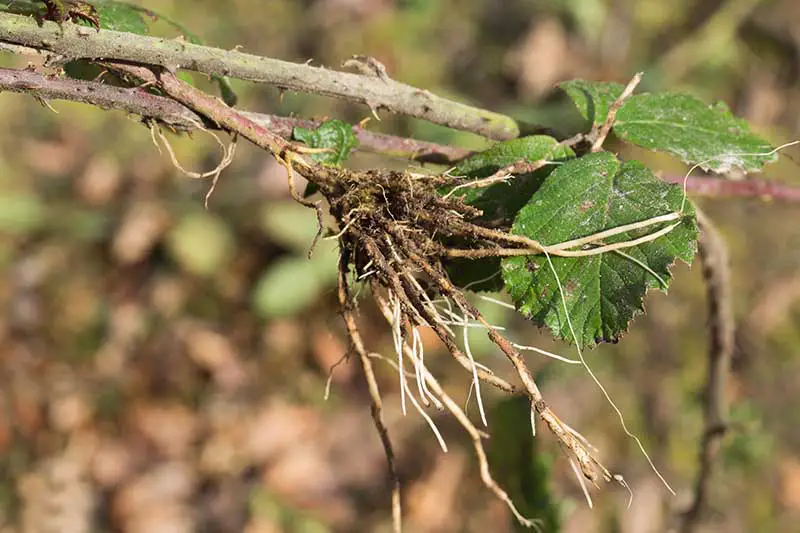 Una imagen horizontal de primer plano de un tallo de mora que ha echado raíces a través de capas.