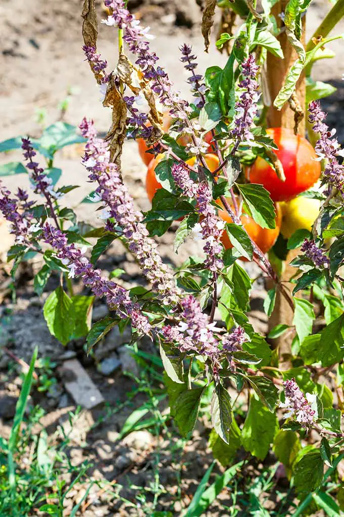 Albahaca de flores moradas y tomates enredaderas plantados juntos en el jardín.