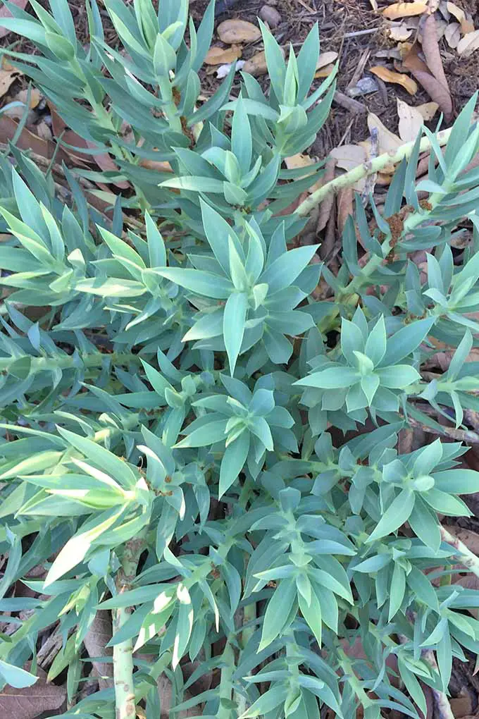 E. rigida tomada desde arriba, con hojas puntiagudas de color verde azulado.