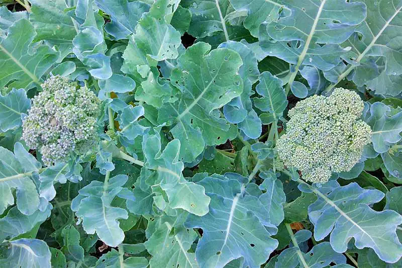 Imagen horizontal de arriba hacia abajo de dos cabezas de brócoli que crecen en el centro de plantas con hojas grandes de color verde azulado.