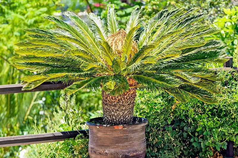 Una imagen cuadrada de cerca de una palma de sagú madura que crece en un recipiente de terracota sobre una superficie de piedra.