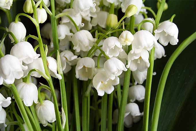 Se muestra un ramo de lirios del valle con sus flores blancas todas mirando hacia el suelo.  Un solo tallo de C. majalis puede contener varias de las flores pequeñas, casi en forma de campana.