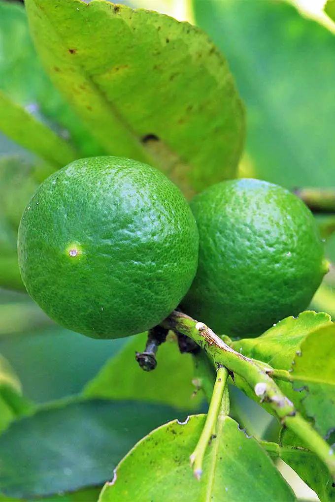 Primer plano de dos limones verdes que crecen en una rama con hojas verdes.