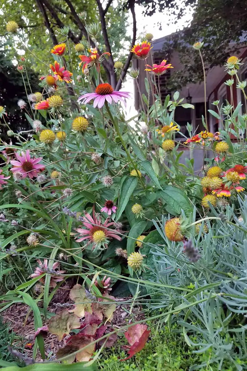 Gaillardia roja y amarilla, Echinacea púrpura y cabezas de semillas amarillas en tallos largos en el jardín.