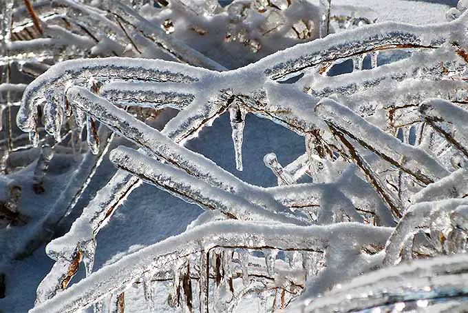 Ramas de árboles cubiertas de hielo |  