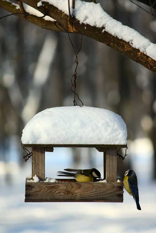 Una imagen vertical de pájaros carboneros alimentándose en invierno desde una casa de madera colgada de un árbol, cubierta por una capa de nieve.
