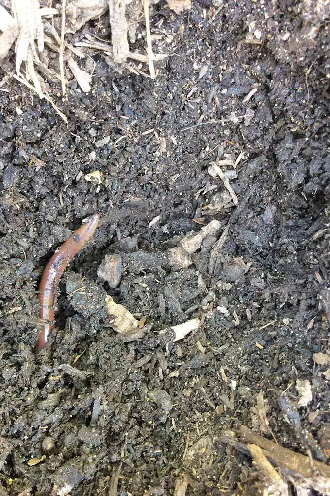 Una lombriz se asoma desde el suelo oscuro de un jardín para echar un vistazo al exterior.  El gusano es de un color marrón que se desvanece a muy claro al final.