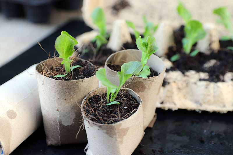 Un primer plano de macetas caseras de semillas de rollos de papel higiénico que contienen pequeños brotes verdes sobre un fondo de enfoque suave.