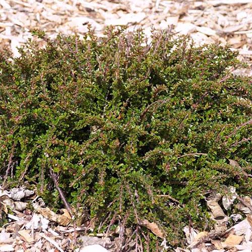 Una imagen cuadrada de primer plano de un pequeño arbusto de cotoneaster rastrero, 'Tom Thumb' que crece como una cubierta vegetal rodeada de mantillo de corteza.