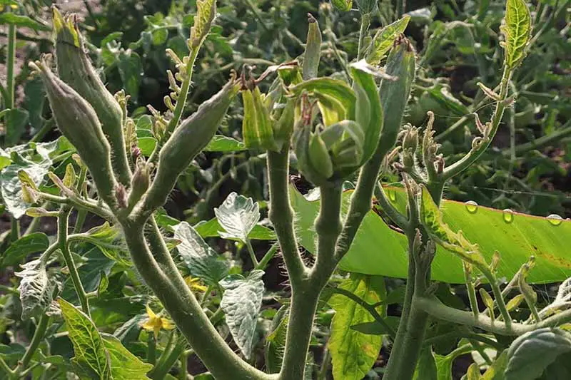 Un primer plano de los capullos distorsionados de una planta de tomate que padece una enfermedad propagada por saltahojas, causada por un fitoplasma.