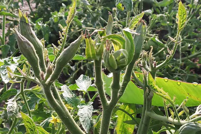 Una imagen horizontal de primer plano de una planta de tomate que sufre de la enfermedad de los cogollos grandes que hace que las flores sin abrir parezcan grandes y distorsionadas, fotografiadas bajo la luz del sol sobre un fondo de enfoque suave.